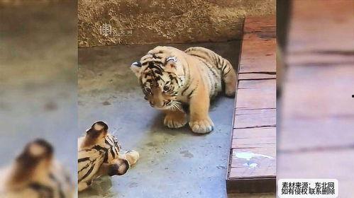 小老虎吃瓜群众视频大全,趣味横生的短视频盛宴