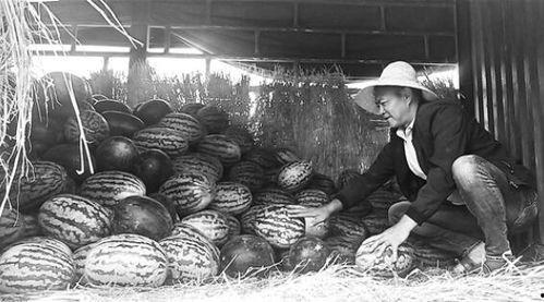 北张村吃瓜群众事件视频,一场引发热议的乡村冲突