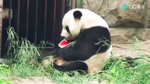 吃瓜群众大胖图片大全大图,趣味横生的图片盛宴