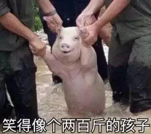 马加其猪神吃瓜群众视角,吃瓜群众的狂欢盛宴